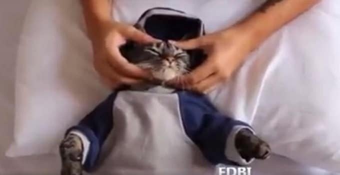 Hoodie-wearing Kitty Receives Massage and Loves Every Second of It! – VIDEO!