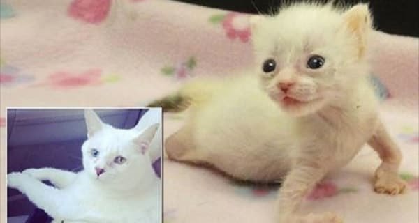 California Kitten Born With Twisted Arms and Legs Finds Forever Home, But Her Battle Is Far From Over!