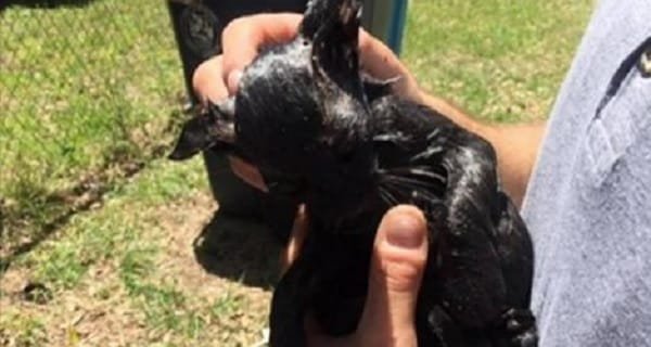 Tiny Black Kitten Trapped In Base of Massive Utility Pole, Rescued!