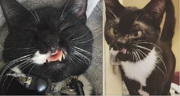 Slightly ‘Derpy’ Faced Cat Finds The Love She Always Wanted and Needed!