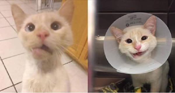 Duchess the Cat, Who Was Struck by Car, Now Smiles Following Special Surgery!