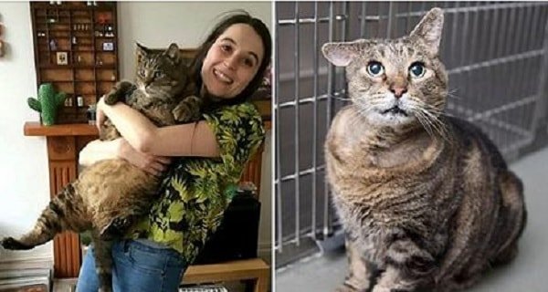 Former Fat Cat in London Shed 8 Pounds and Is Now Looking For a Forever Home!