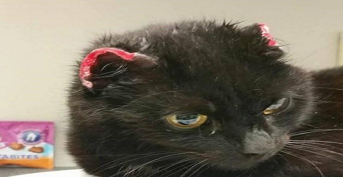 UPDATE – Sanctuary U-turn Over Claim Cat Was Victim of Cruelty