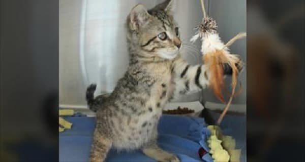10-day-old Kitten Who Survived Dog Attack Now Thriving in Colorado!