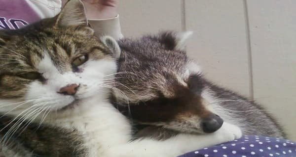 Cat Helps to Raise An Adorable Orphaned Raccoon!