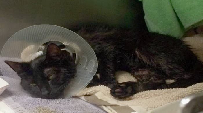 Abandoned Black Cat Found Doused in Motor Oil in New Jersey!