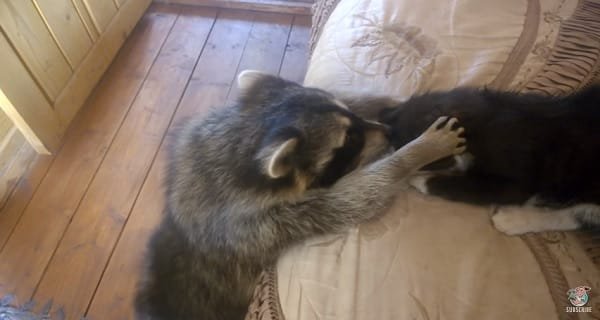 Raccoon Tries His Best To Win the Affections of Uninterested Kitten! – VIDEO