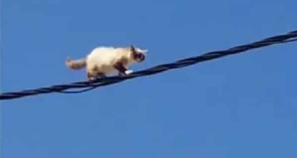Even the Algerian Civil Defense Was No Match for This Tightrope-walking Kitty! – VIDEO!
