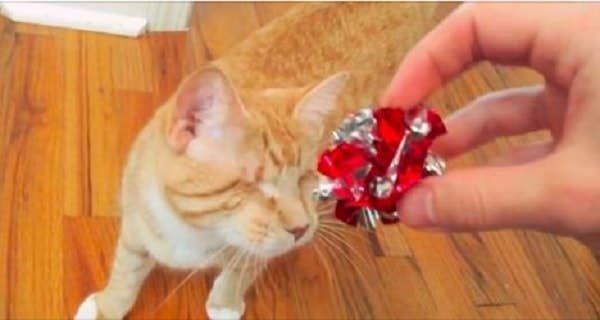 Cat With No Eyes Fetches Better Than Your Average Dog! – Video!