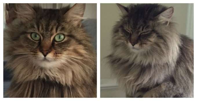 Tabitha, an Abandoned Maine Coon Campus Kitty in Virginia, Needs a Good Forever Home!