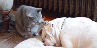 Cat Tries His Very Best to Wake Up His BFF - To No Avail! - VIDEO!