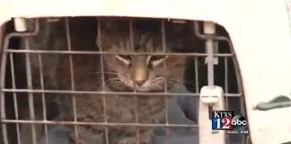 Group of Young Boys Caught Abusing Kittens in Texas