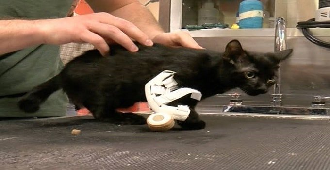 Art Students Make Prosthetic Limb for Homeless Kitten
