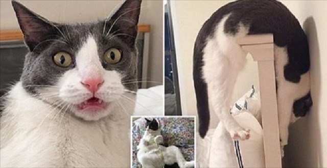 Kitty the Cat Was Rejected From Five Foster Carers But Then …