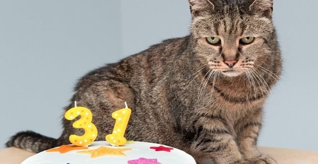 Meet Nutmeg – The World’s Oldest Cat at 31!