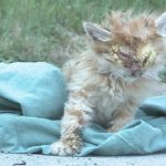 Youngstown Teen Receives PETA Award for Helping Injured Kitten!