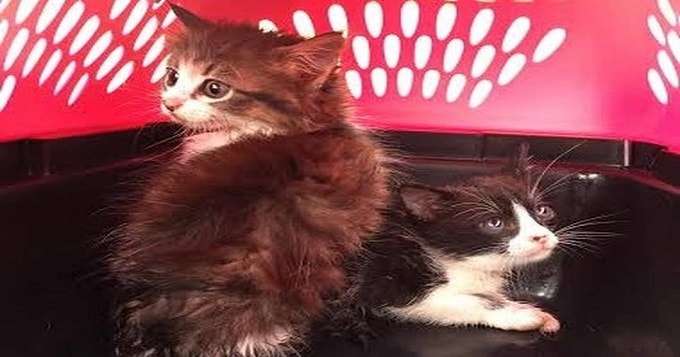 2 Kittens Rescued From Texas Storm Drain and Their Happy Ending!