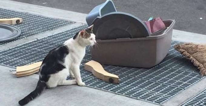 This Poor Cat Was Thrown Out onto the Street with All of His Stuff