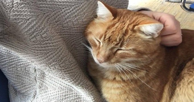 Sammy the Cat Attends University Every Day to Give Students Soothing Snuggles