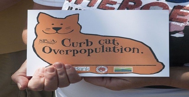 Niagara Falls City Council to Consider SPCA of Niagara’s Orange Cat Campaign