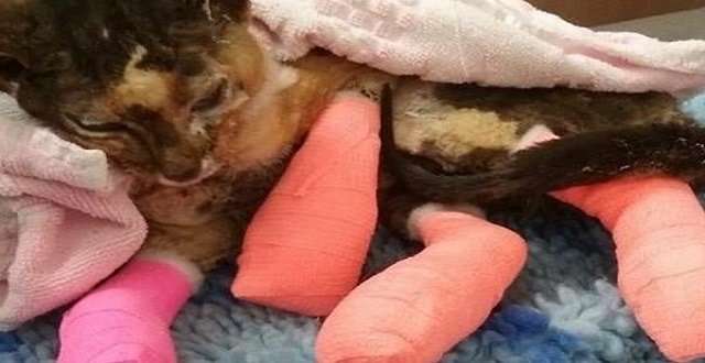 Cat Suffers Horrific Burns Trying To Save Kittens From Burning Portacabin!