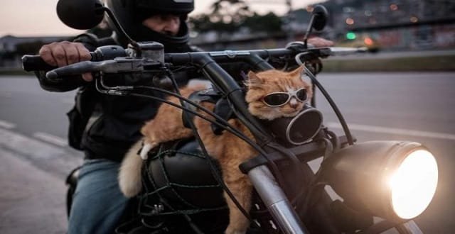 Hilarious Motorbiking Cat Turns Heads in Rio de Janeiro! – VIDEO!