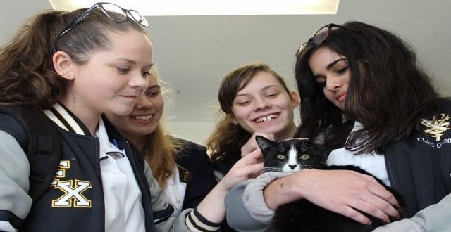 Classroom Kittens Help Stressed Canberra Students Ahead of Exams!