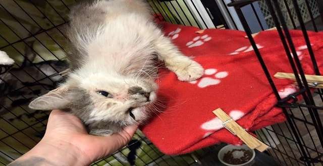 Scraggly Senior Cat is So Thankful to Be Saved and Loved and He Returns the Favor!