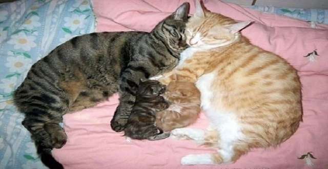 These Cats Are Amazing Parents!