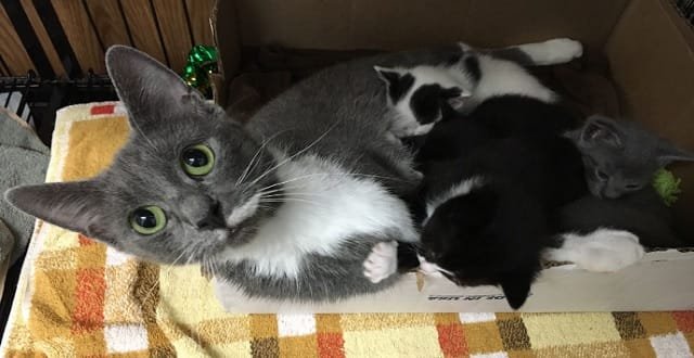 Happy ending for dozens of cats, kittens abandoned at Md. shelter