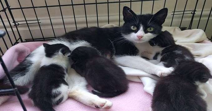 Litter of Newborn Kittens and Their Mom Discovered in Shocked Family’s Tumble Dryer!