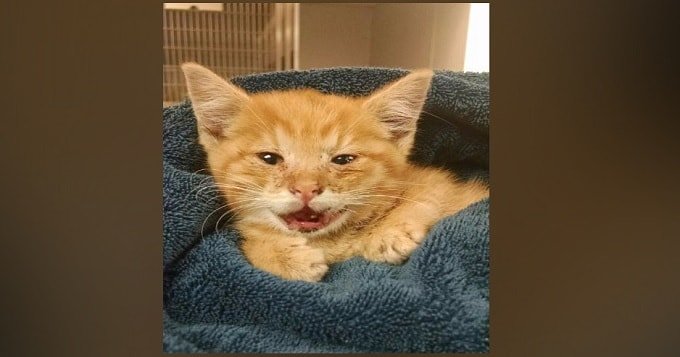 Kittens Thrown From Moving Pickup in Soddy Daisy
