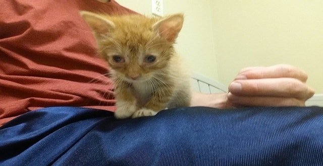 Guy Finds Scrawny Kitten On His Doorstep. What Happens Next Is Nothing Short of Inspiring!