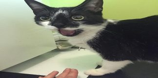 Cat with Rare Condition Stuck in OMG Expression