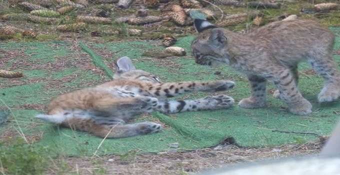 This Home Was Visited By A Family Of Bobcats!