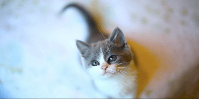 You Need To Watch This ‘Kitten University’ Video Right Meow!