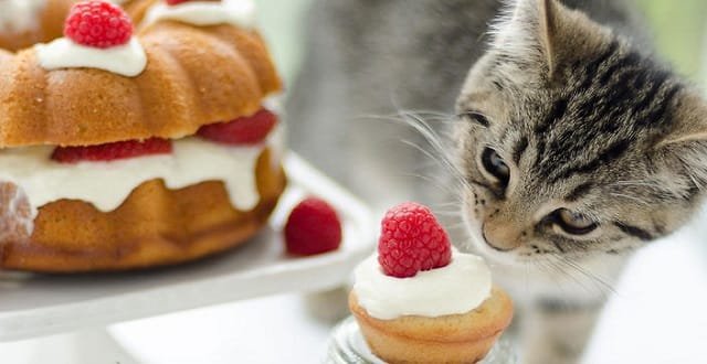 Research Says, Cats May Know More About Nutrition Than Their Humans Do!