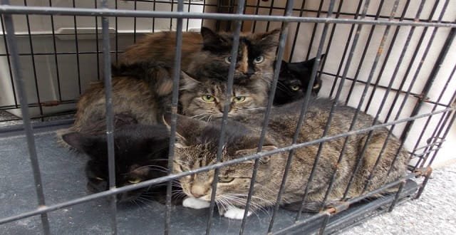 Lawmakers in Taiwan Introduce Bill to Ban Dog and Cat Meat!