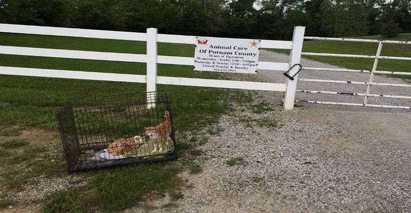 Mother Cat and Kittens Abandoned in Cage in Putnam County, Indiana!