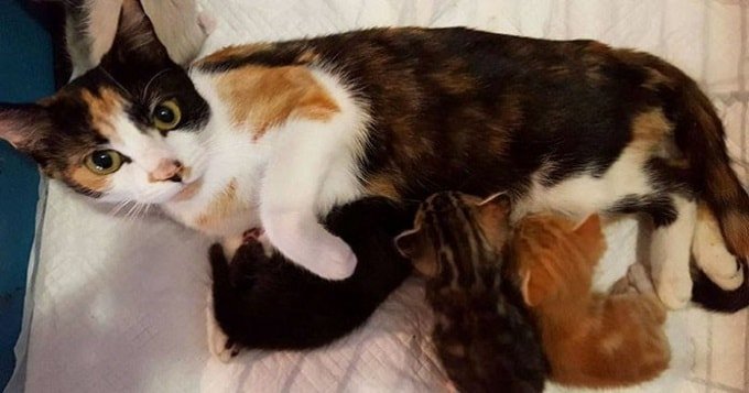 Paralyzed Cat Drags Herself To Spot She Left Kittens After Neighbor Unsuccessfully Tries To Kill Her