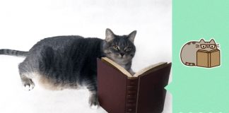 This Guy Creatively Recreated Pusheen Stickers With His Own Cat!