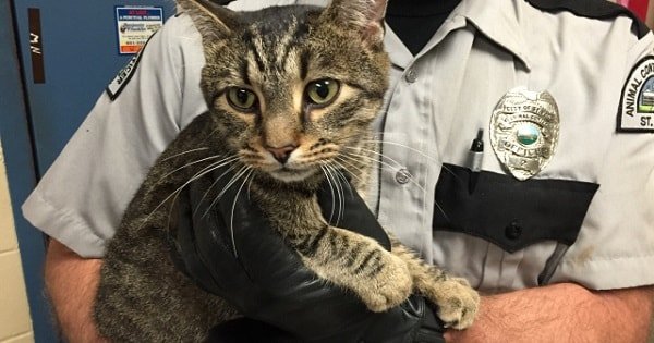 UPDATE – UCLA Gunman’s Cat Seized, Will Go To Rescue Organization