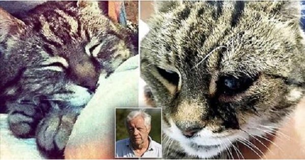 ‘Mummy Cat’ Made it to the Grand Old Age of 25, Only to Be …