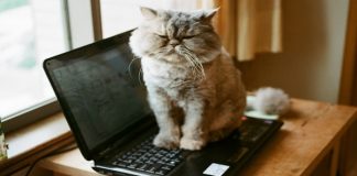 27 Things Cats Can Get Away With Doing But We Humans Can’t!