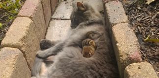 Cat Becomes Friends With A Chipmunk, Won’t Stop Cuddling!