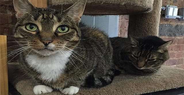 Cat That Ran Away from Pet Store After Dog Attack Finally …