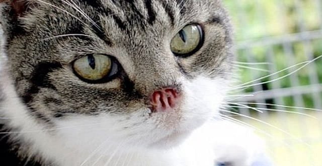 Cat Without a Nose and His Struggle to Find a Loving, Forever Home!