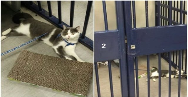 Police Officers Take Pity on Arrested Woman’s Cat and Well, They Put it in Jail!
