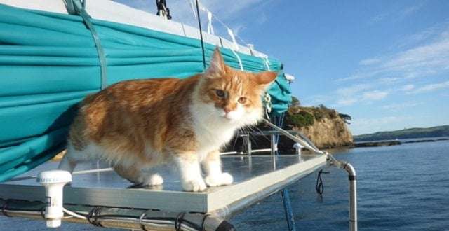 Sailing Cat Acts as Deaf Owner’s ‘Ears at Sea’!