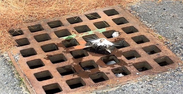 Firefighters Free Cat from Storm Drain … by Using WHAT???